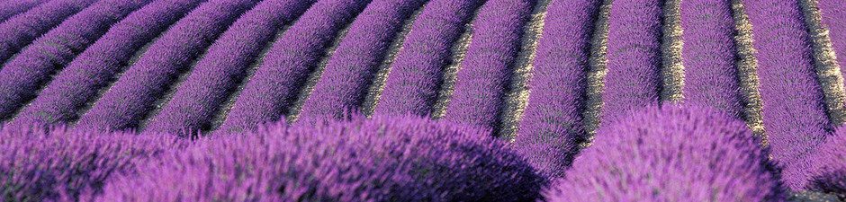 Show_1400-poi-provence-digne-les-bains-lavender-fields.imgcaweb